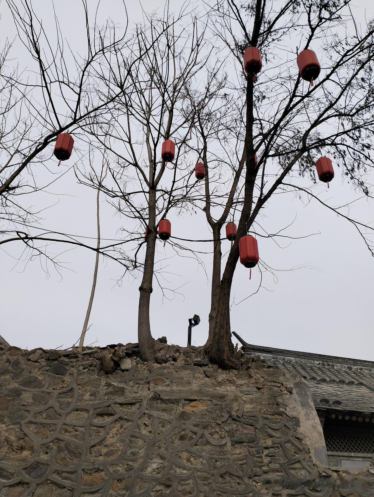 分享一张最近随手拍的照片