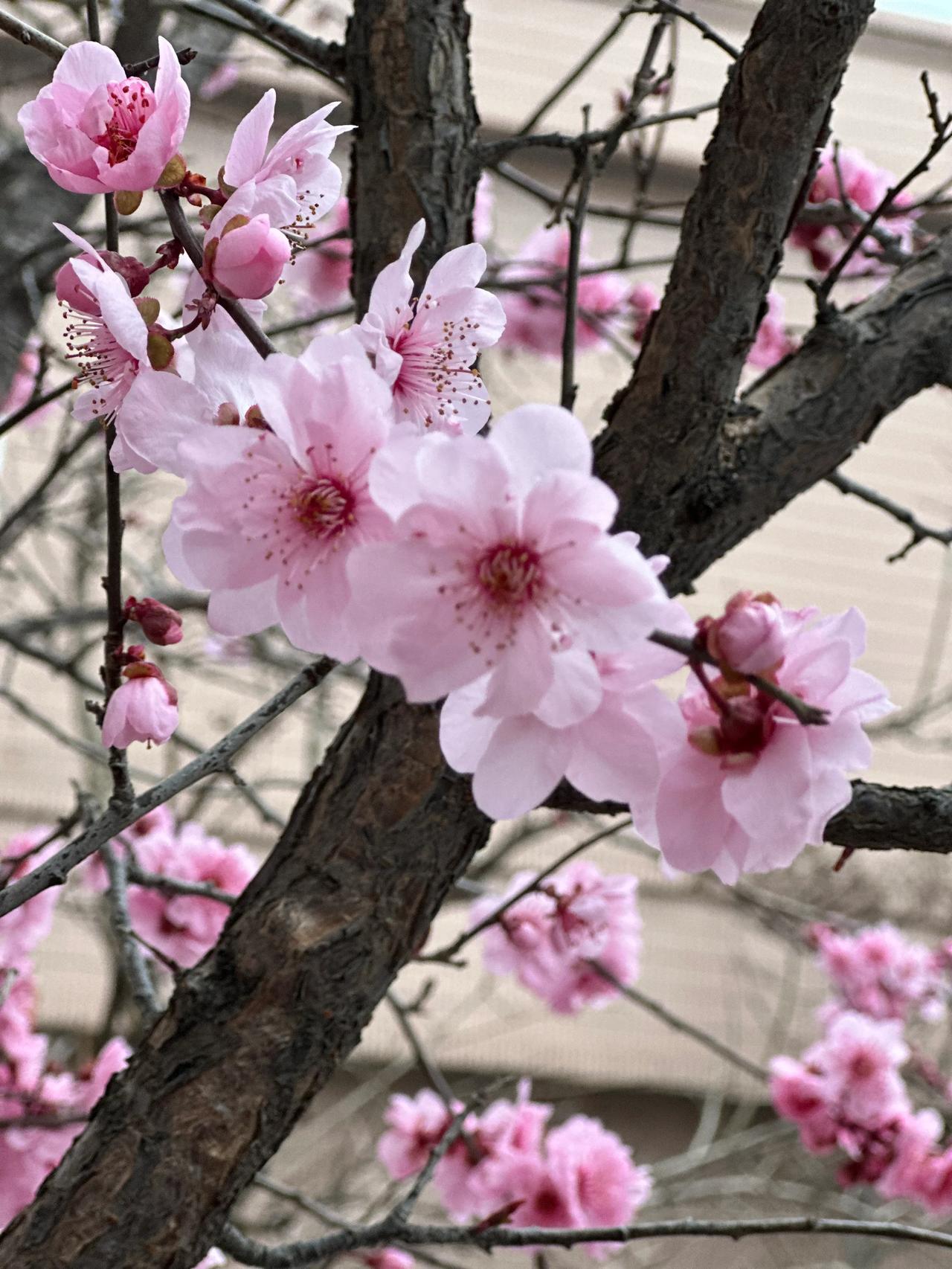 我的城市桃花已经开了。
窝在家里很久没出门。
今天出去逛街，突然看到街角的桃花开