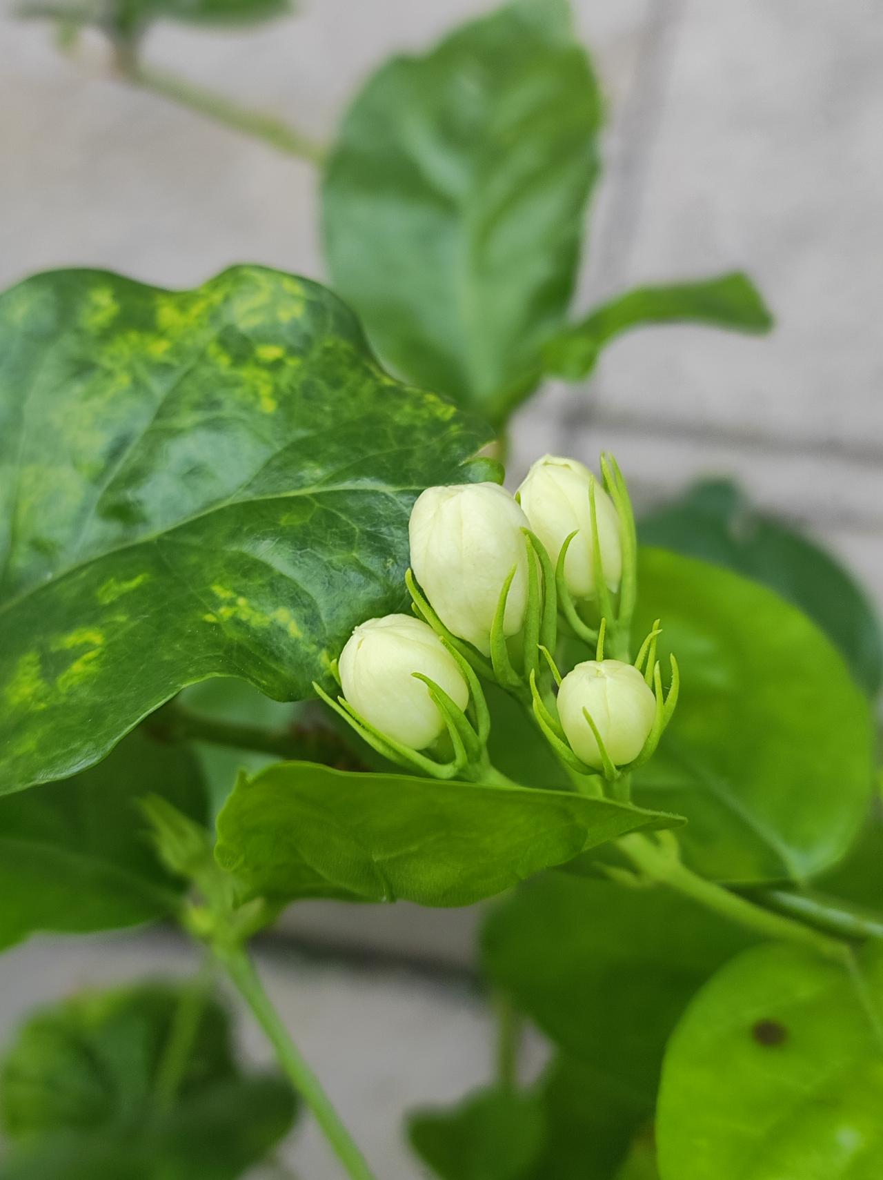 又香又白的茉莉花
以前自己养过，枝条越来越少，最后拔了。看见别人养的，忍不住驻足