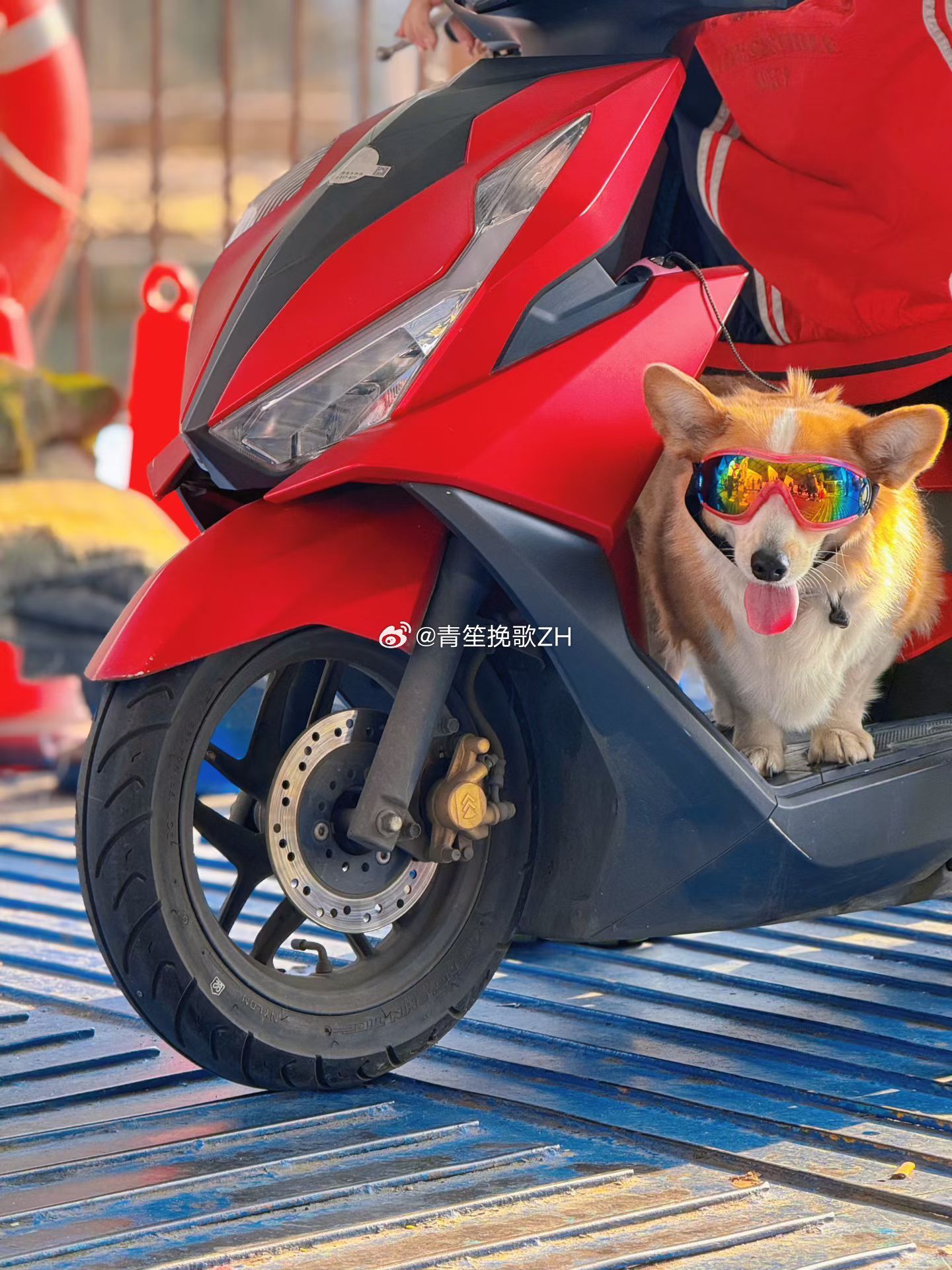 随手拍🌺｜赏花·木棉花 