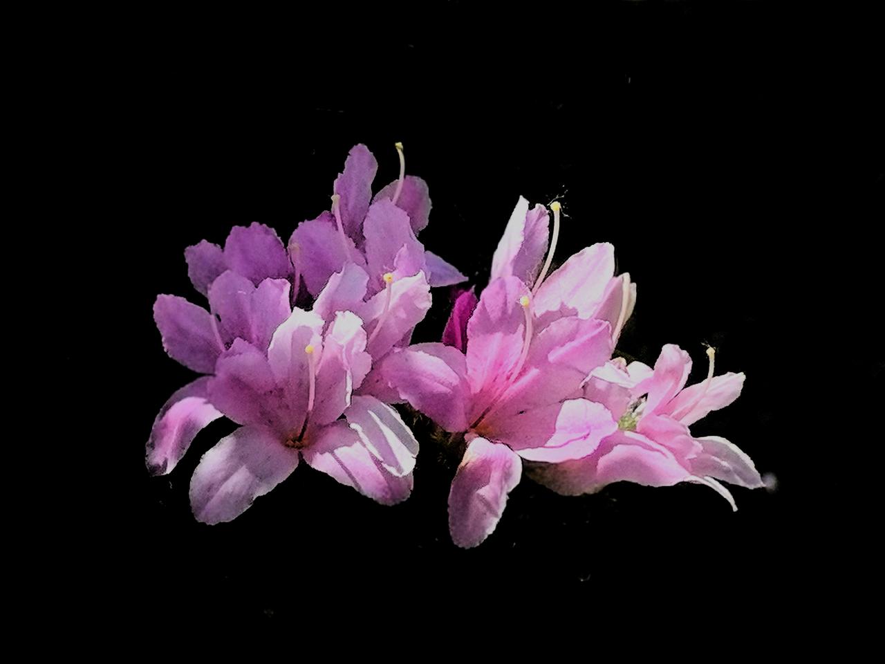 浅粉色杜鹃花，是家乡丹东一带常见的杜鹃花品种。
它每朵花，都不大。却紧紧地簇拥在