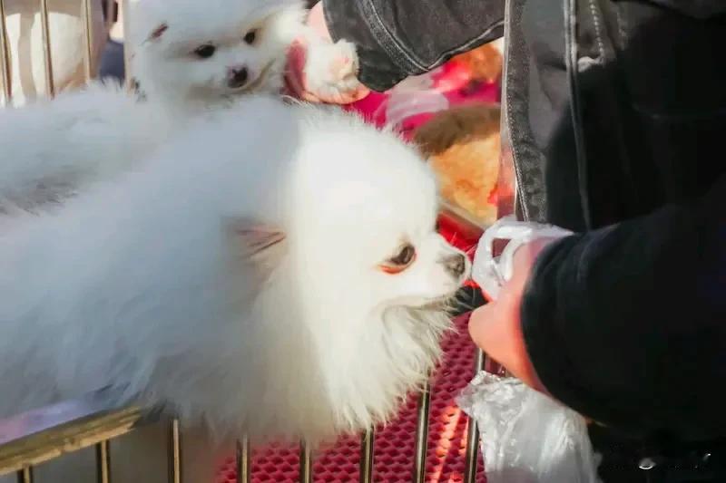 郑州温泉大集每天至少上万人 郑州温泉大集每日至少上万人，人气爆棚！想象那热闹场景