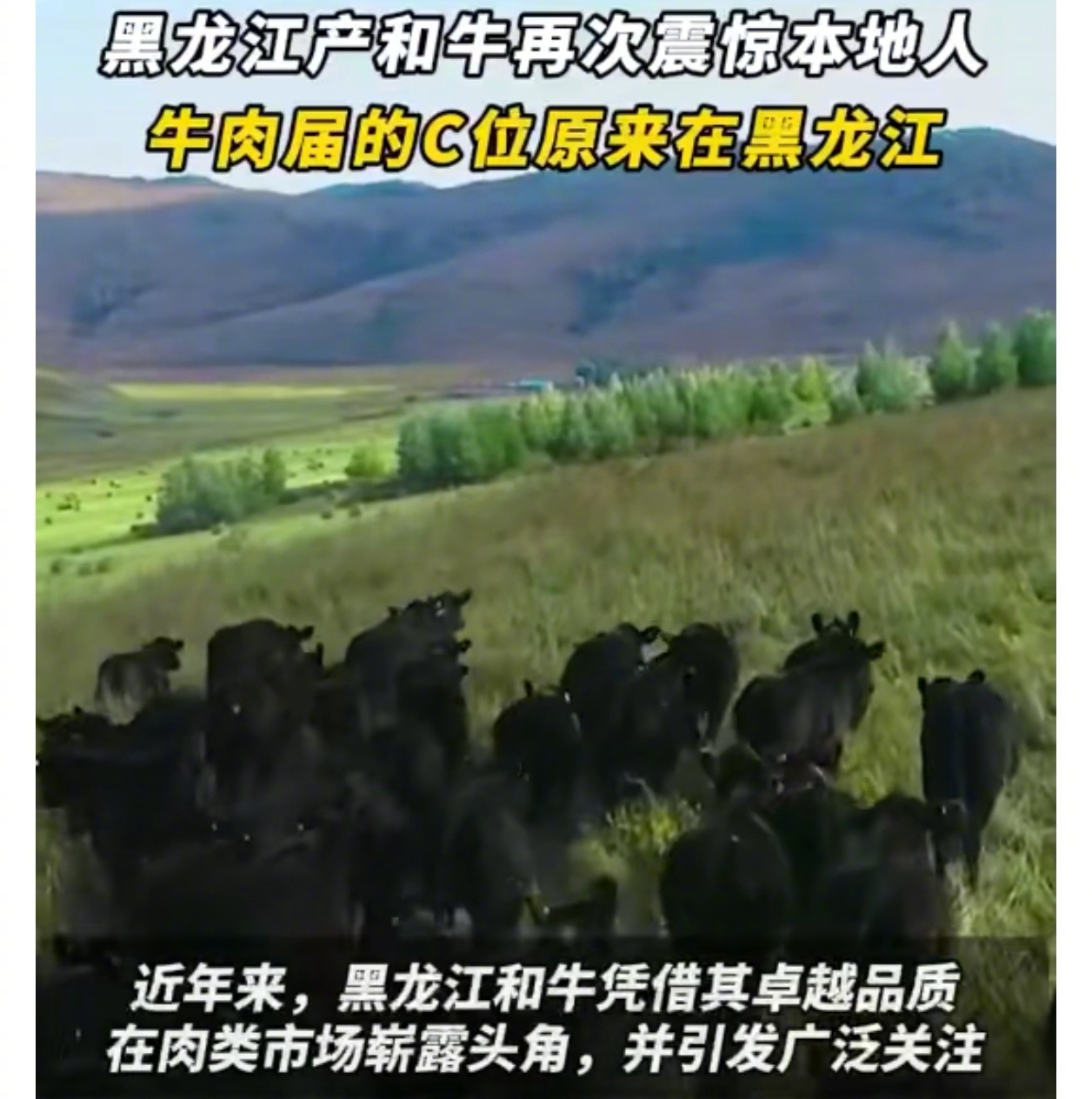 黑龙江产和牛再次震惊本地人  牛肉届的C位原来在黑龙江  养殖产品的品质，取决于