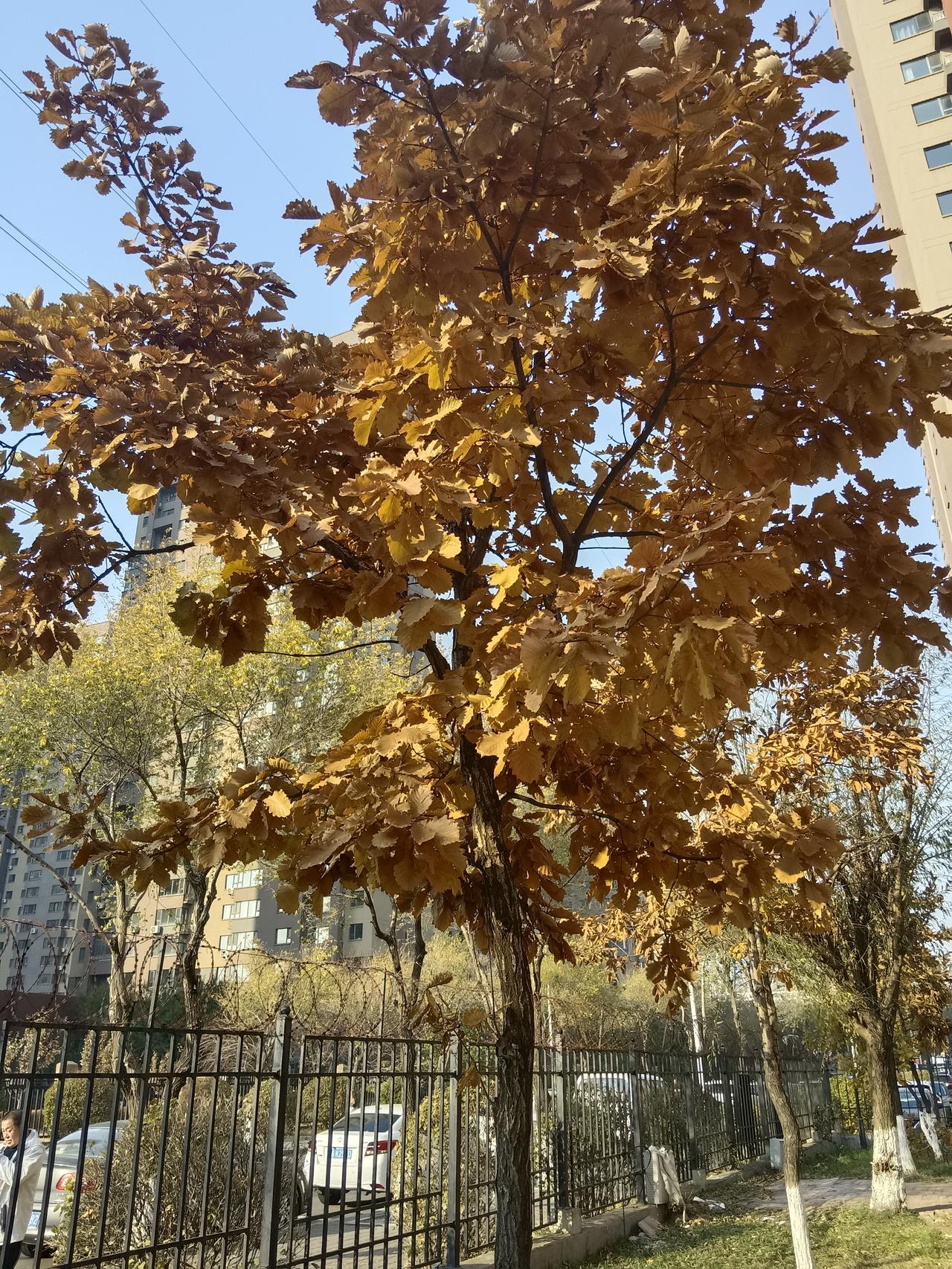 今天是11月7日，星期五，农历九月十八，立冬。
生活像一块调色板，你涂抹么颜色，