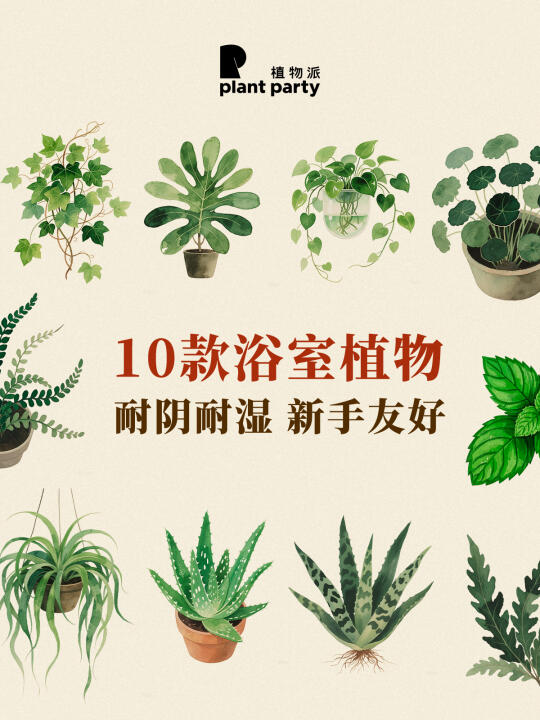 10款浴室植物🌿｜耐阴耐湿，新手友好！