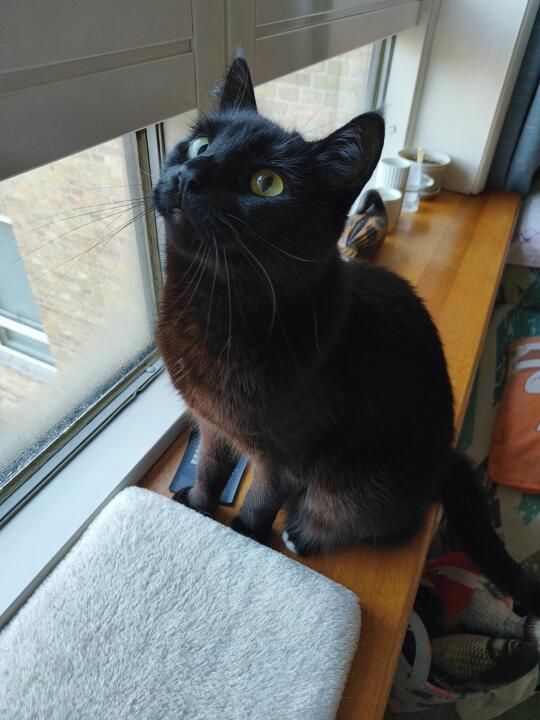 漂亮小猫