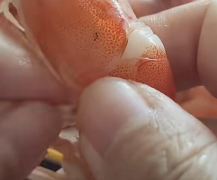 女子吃白灼虾
发现虾腿上全是肉
广西，女子吃白灼虾的时候，发现虾腿上全是肉，而且