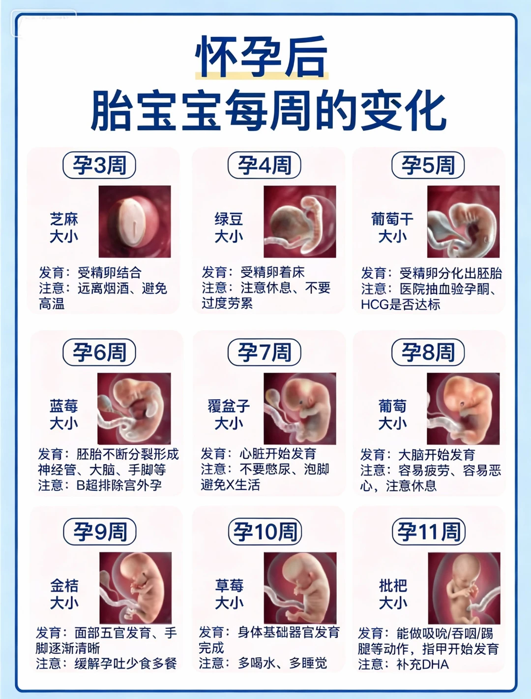 怀孕1-40周胎儿发育过程！孕期每月注意事项