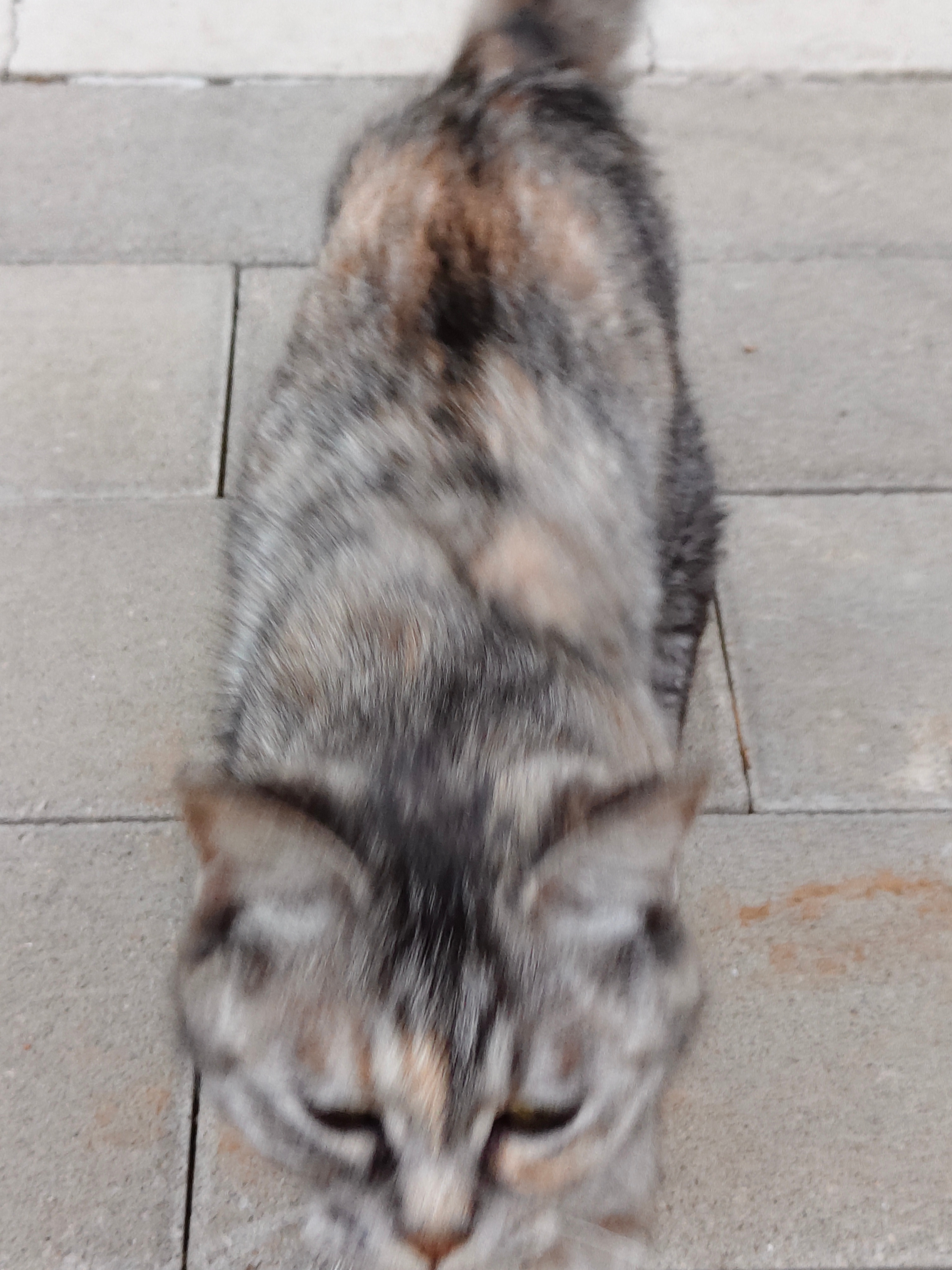 可爱小猫咪^⌯𖥦⌯^ ੭ ​​​