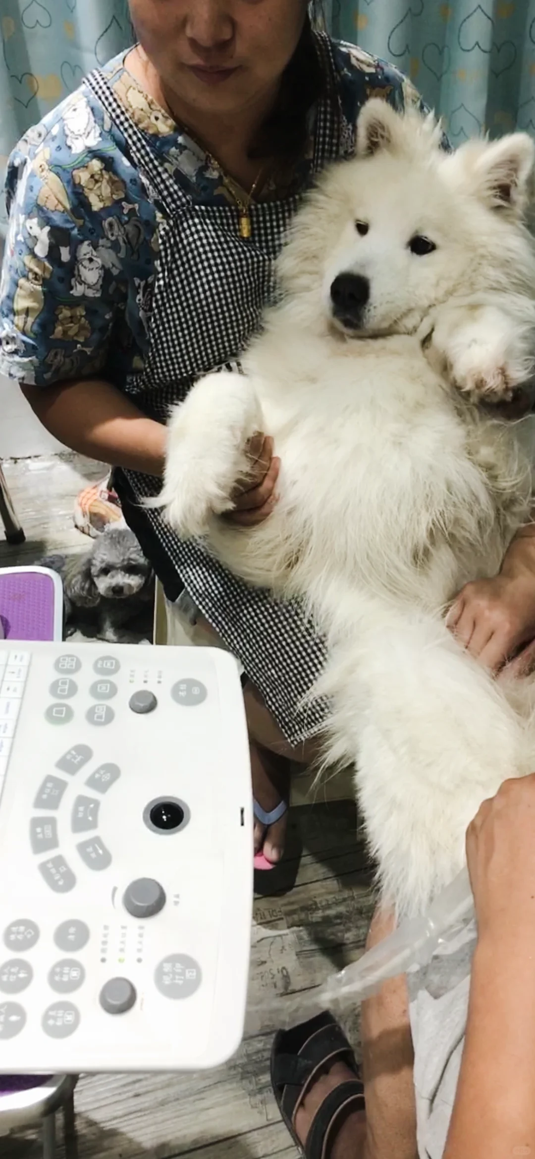 我的宝宝在汪星一周年了～