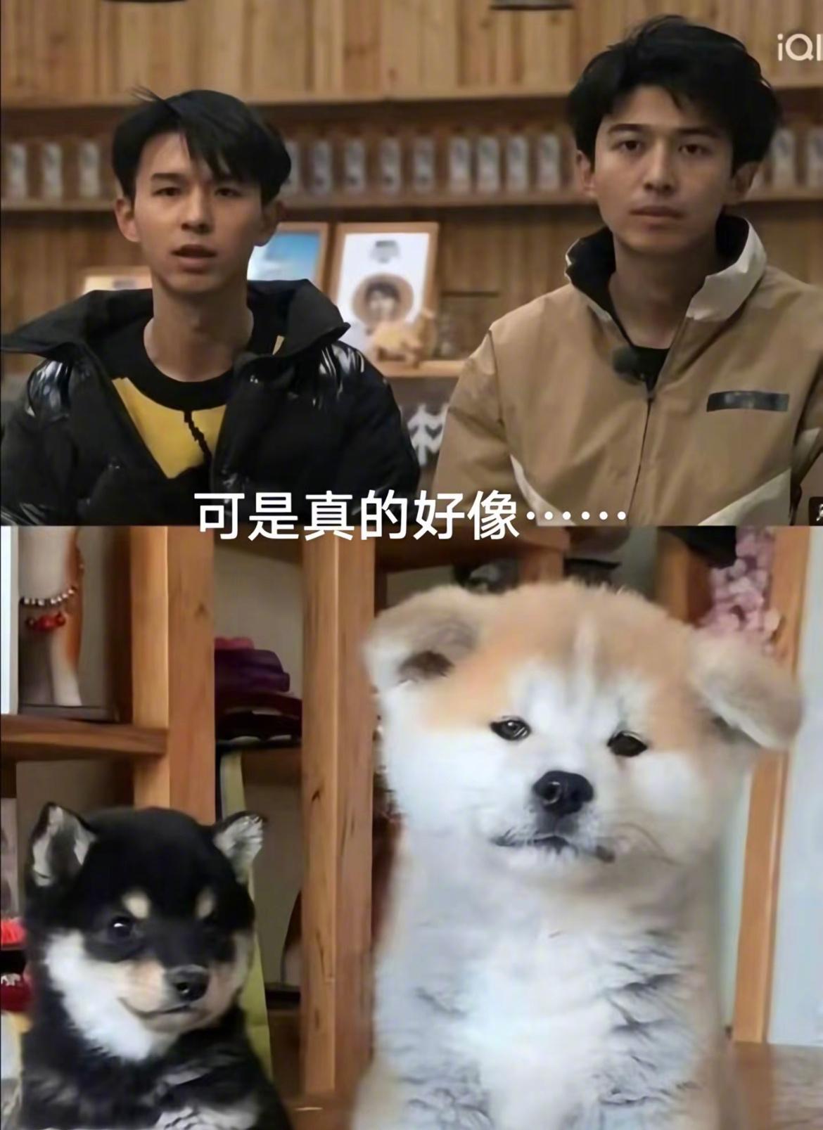 #种地吧[超话]#来自网友的神评：世界名画——《可爱小狗[偷乐]》 ​​​