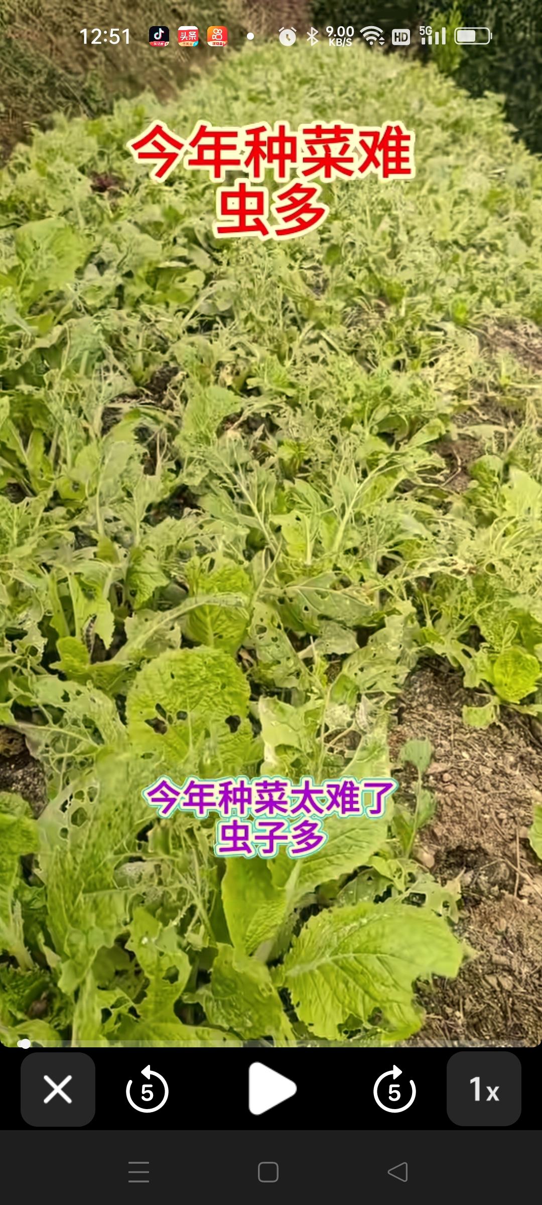 不知道什么原因？
今年的菜特别的难种，现在都10月份了，种下去的青菜还有很多虫子