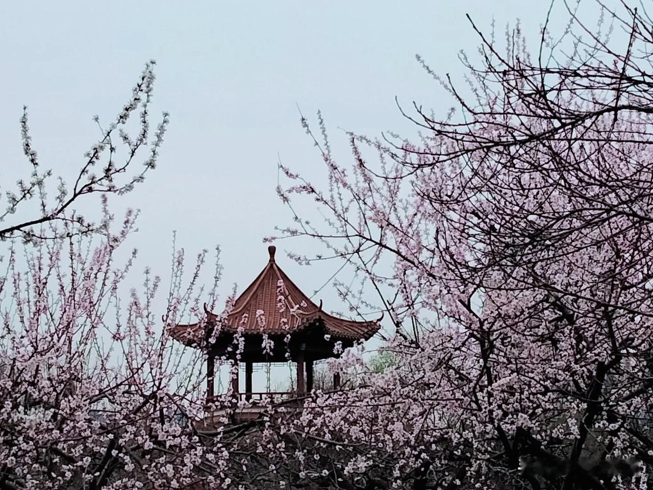 镜头，就是这样欺骗你的。

公园里两株观赏桃树开花了，粉嫩如雪的花朵，美得令人心