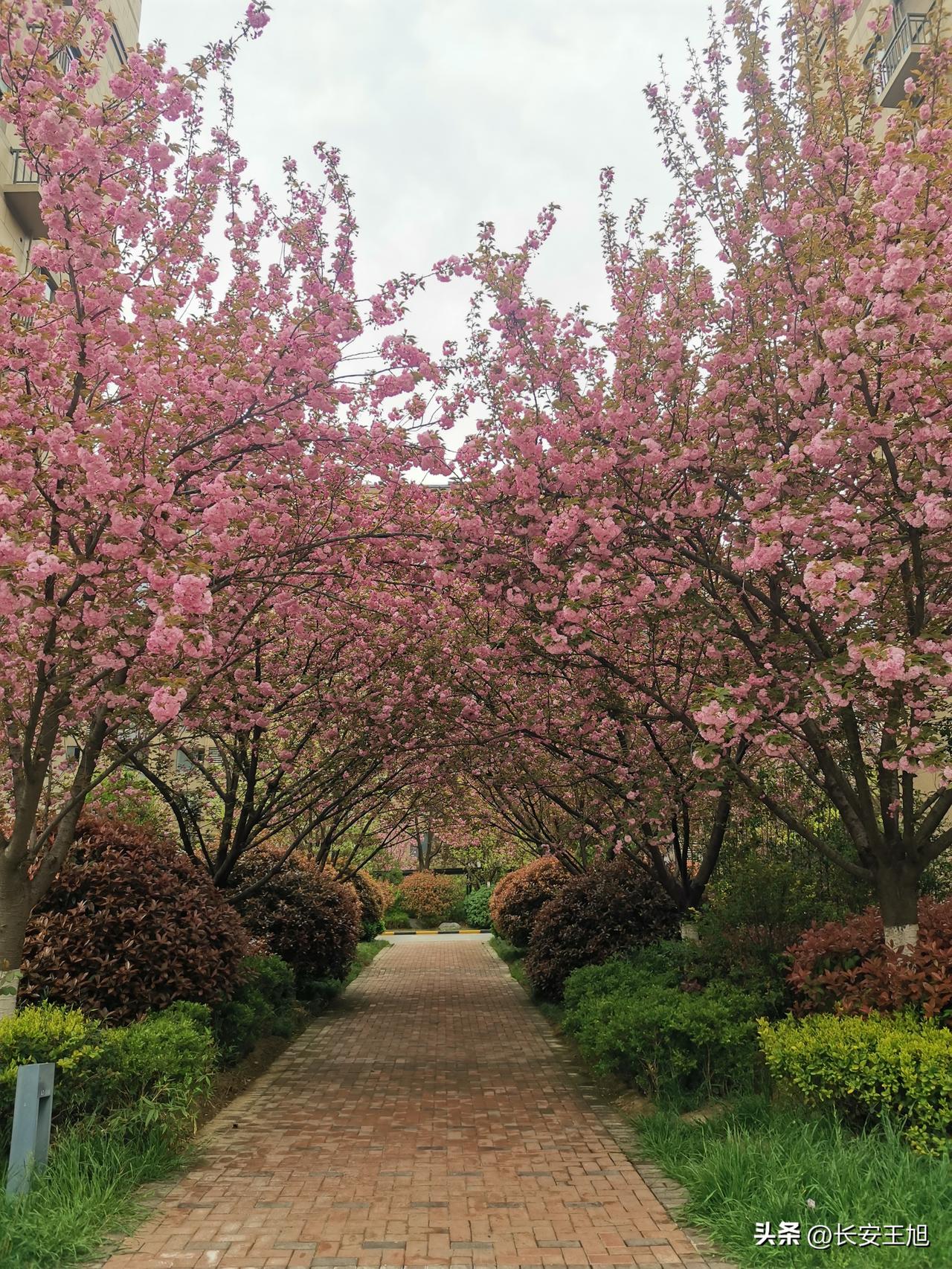 春游的目的首先是赏花，为了赏花，西安人大可不必舍近求远，跑到外地去，当下西安的大