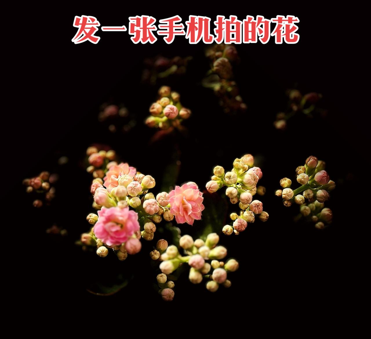 花配上这个音乐简直太美了！黑暗背景的花