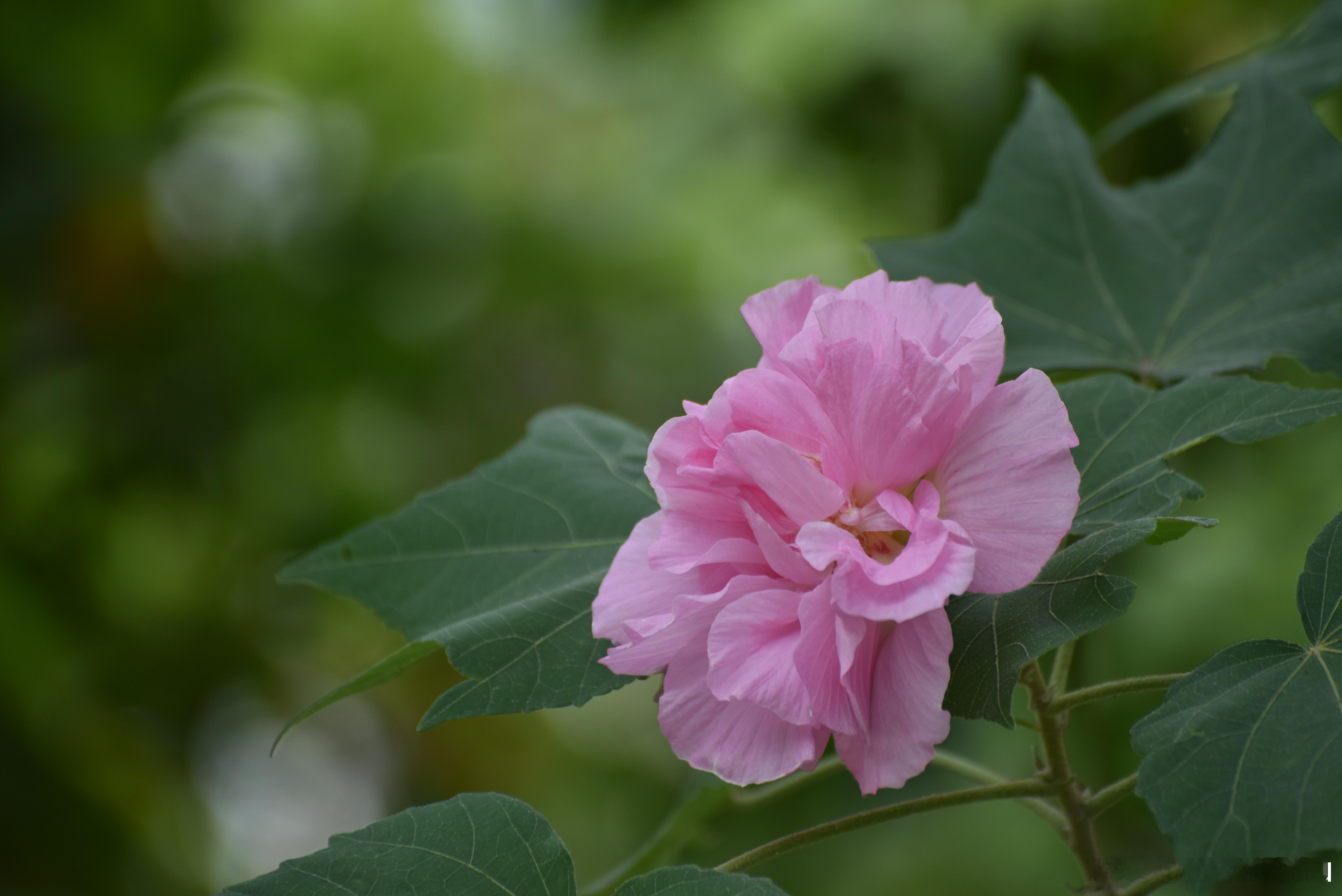 国家地理[超话]  木芙蓉 别名芙蓉花 、拒霜花 锦葵科木槿属植物，一日三变色 