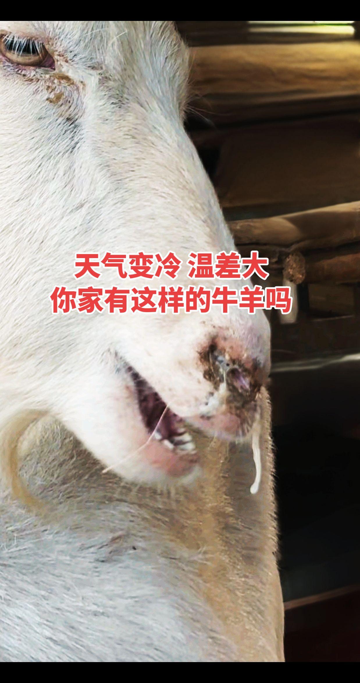 养羊人 养羊技术 牛羊感冒流鼻涕 牛羊咳嗽