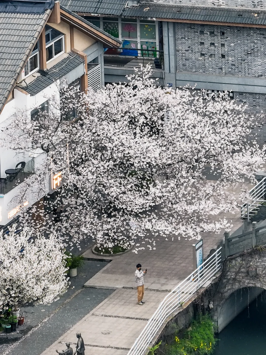 春日限定“女王樱花树”华丽回归｜错过等一年