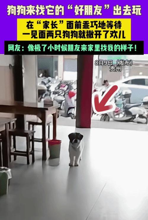 “太有灵性了！”贵州，女子看到一只狗来到家里。突然，她对楼上喊: “来福，你朋友