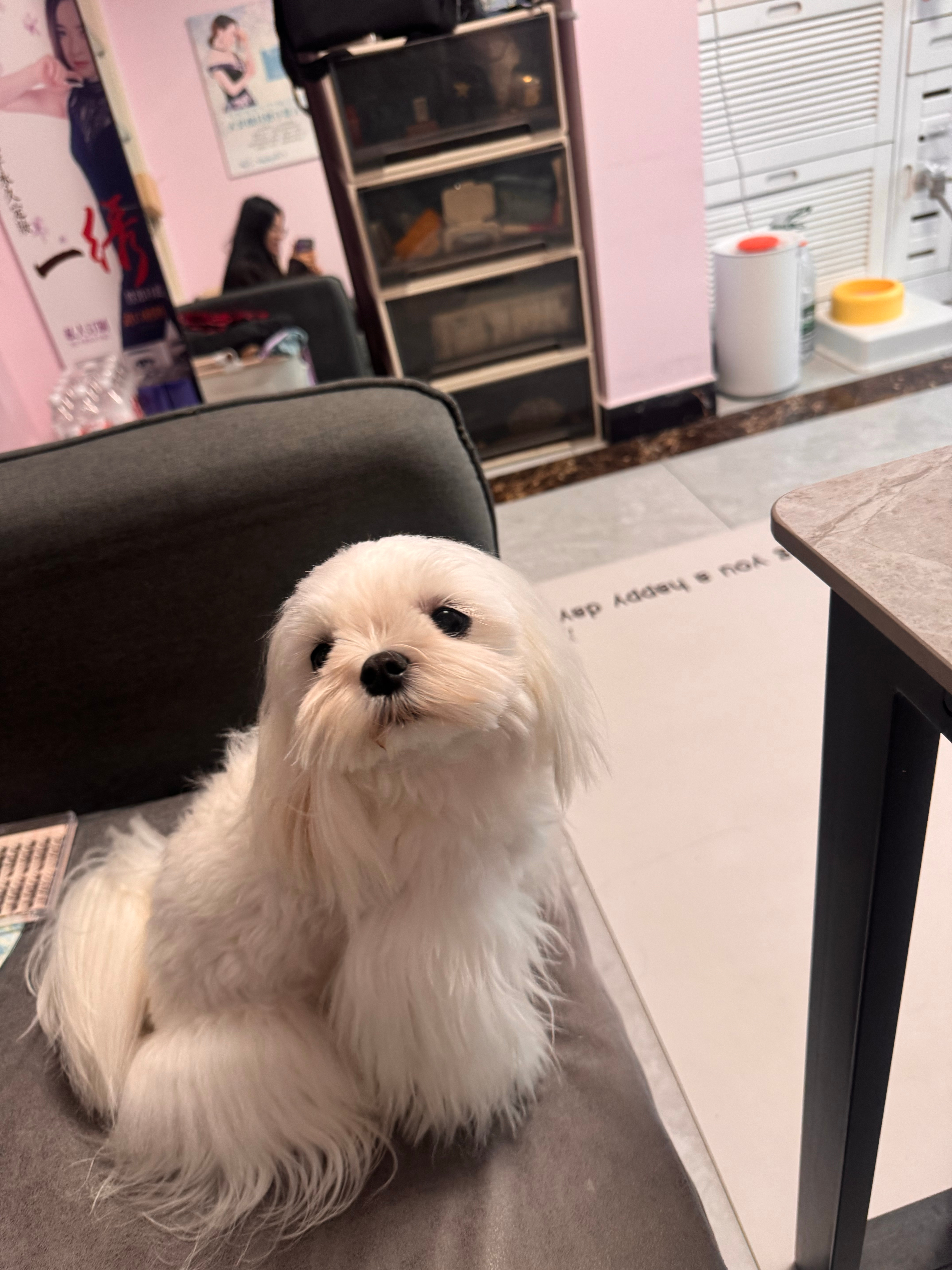 我们汪星人就是这么拽！！ 