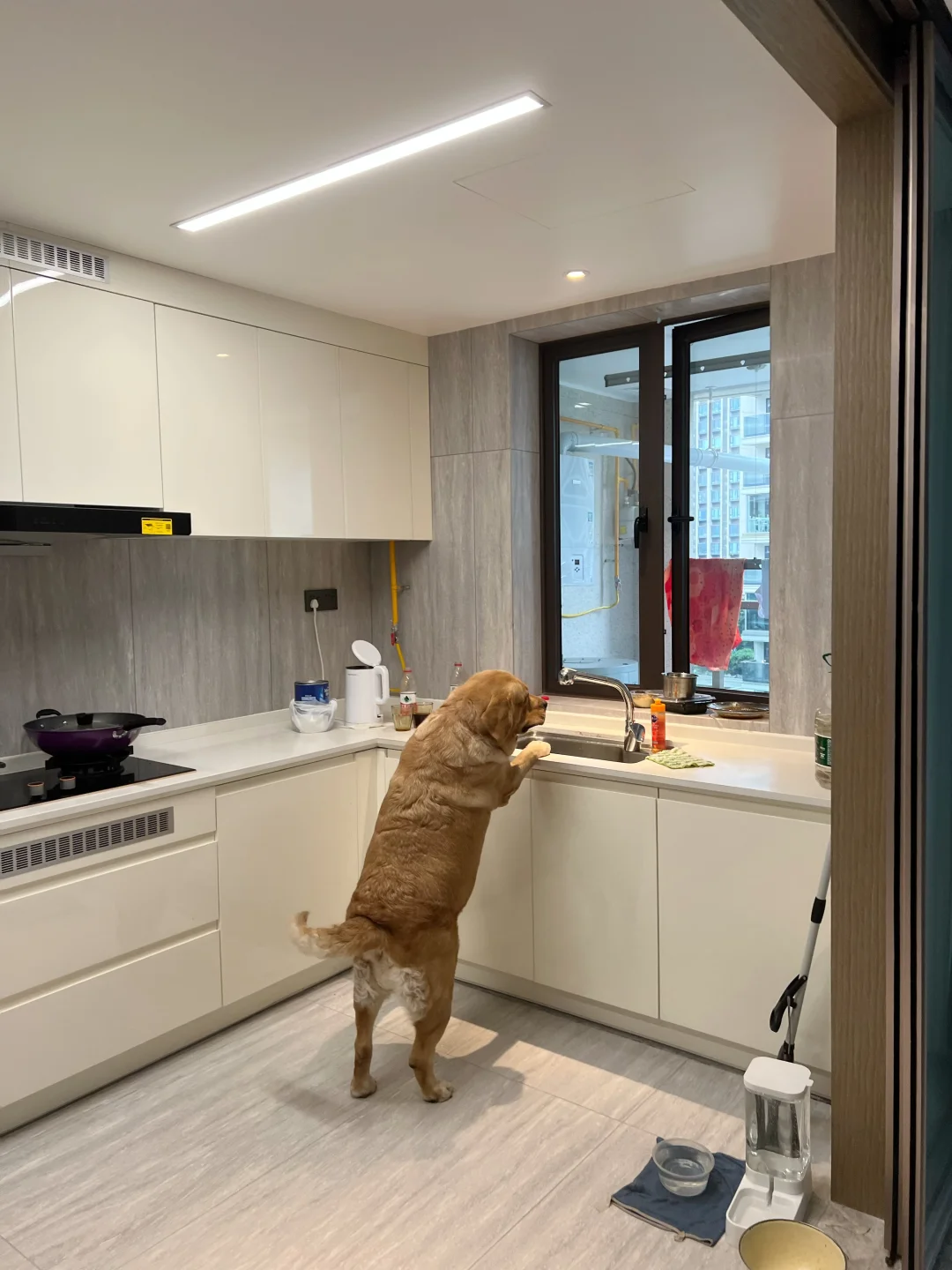 过年了，小狗也开始打扫家务了