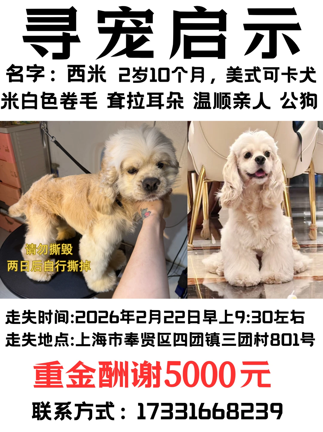 寻狗美国可卡犬西米