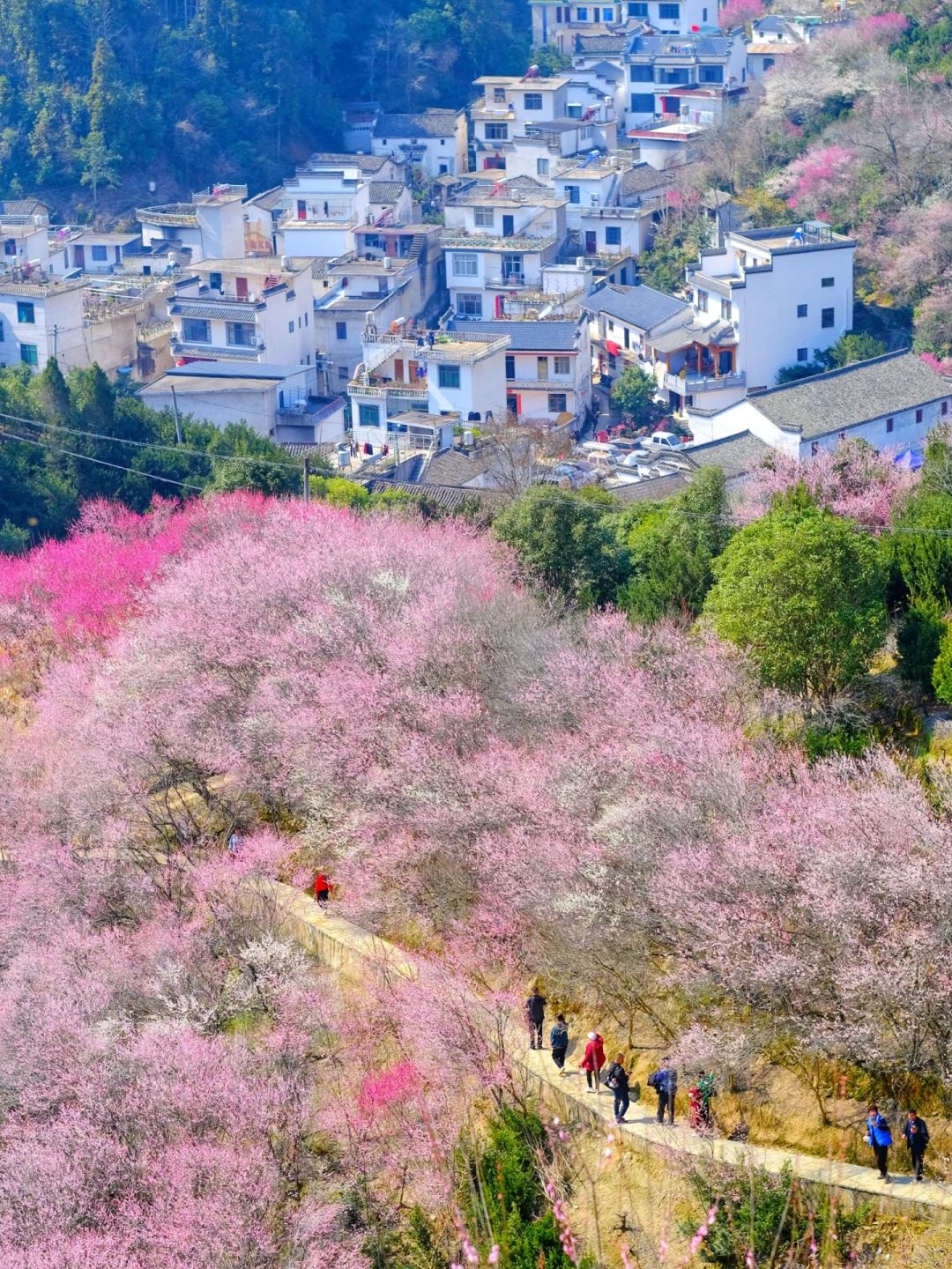 卖花渔村赢麻了❗️皖南的赏梅神仙村落🌸