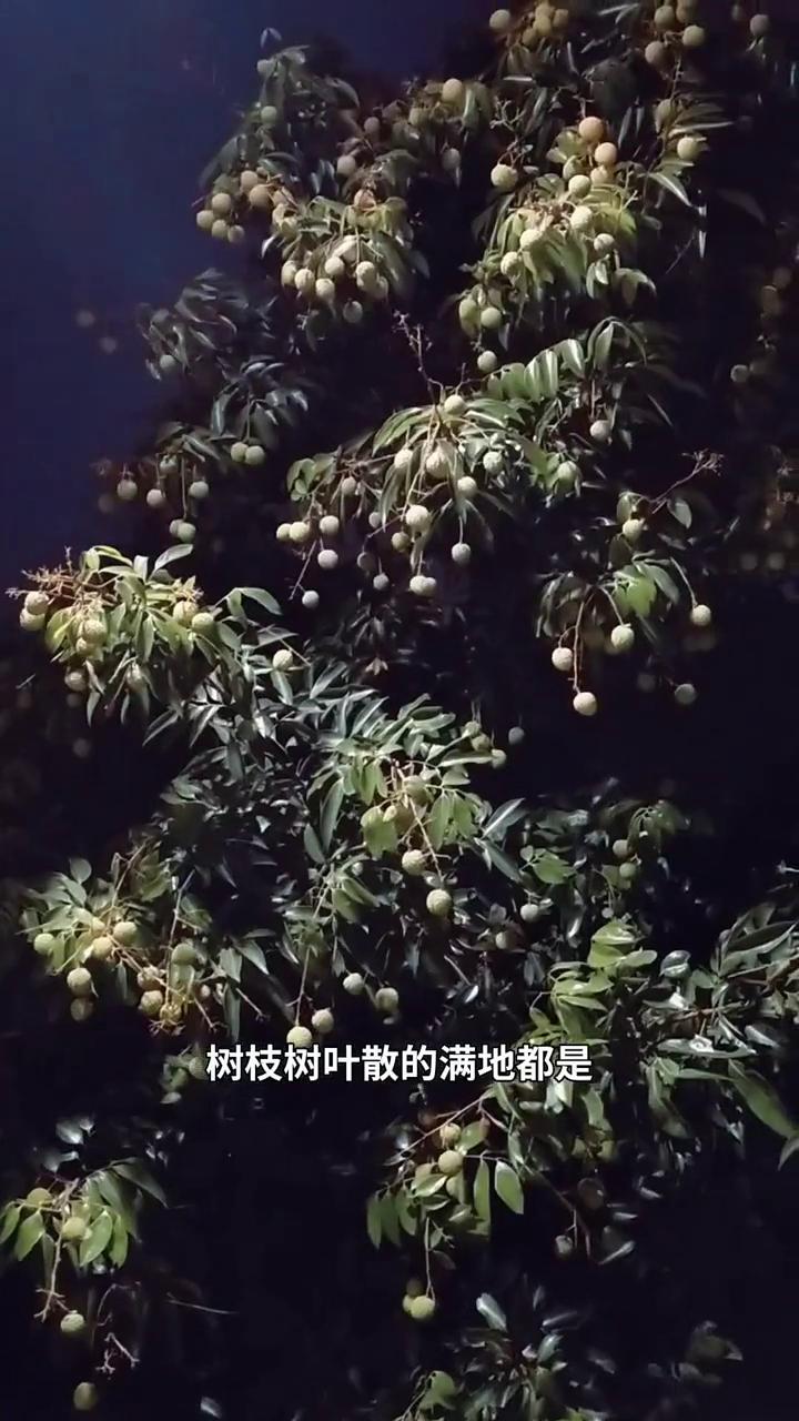 晚上逛公园发现里面的荔枝结满树枝，再往前走看到一棵树上的荔枝被别人摘了很多，树枝