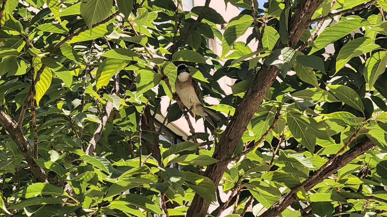 夏日午后，空气燥热，阳光透过树叶的缝隙洒落。
偶然瞥见一只白头鹎藏在樱花树中间聒