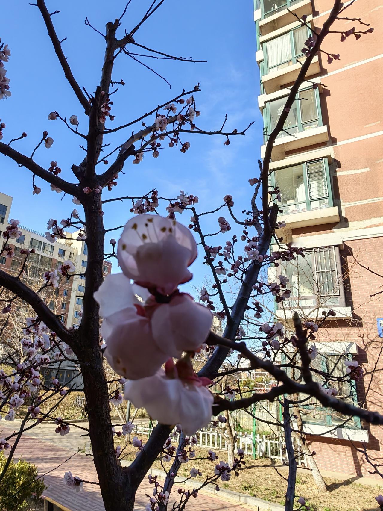 春日生活打卡季春花