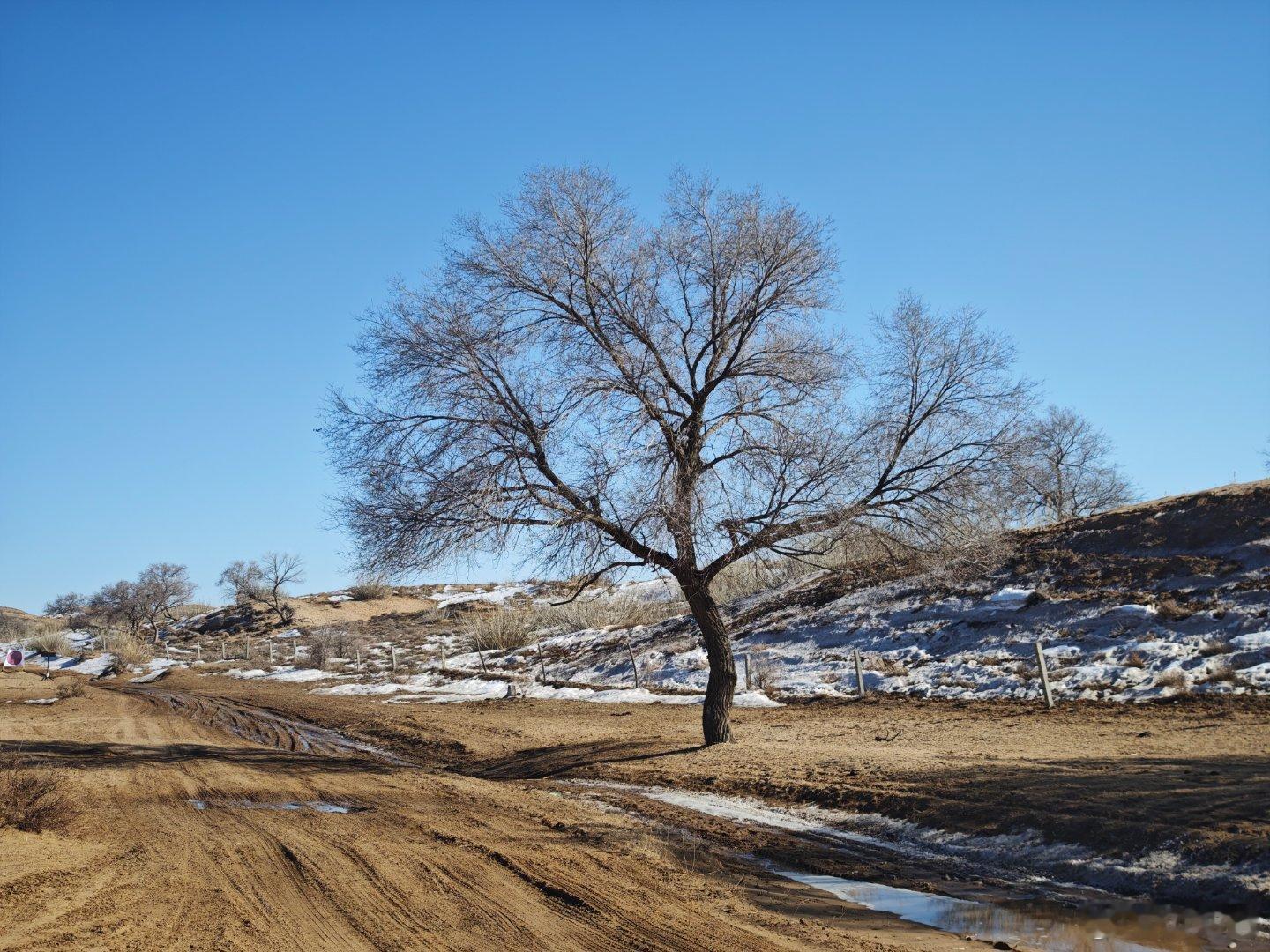 在这片广袤的草原上，一望无际的大雪覆盖了整个大地，仿佛进入了一个银装素裹的童话世