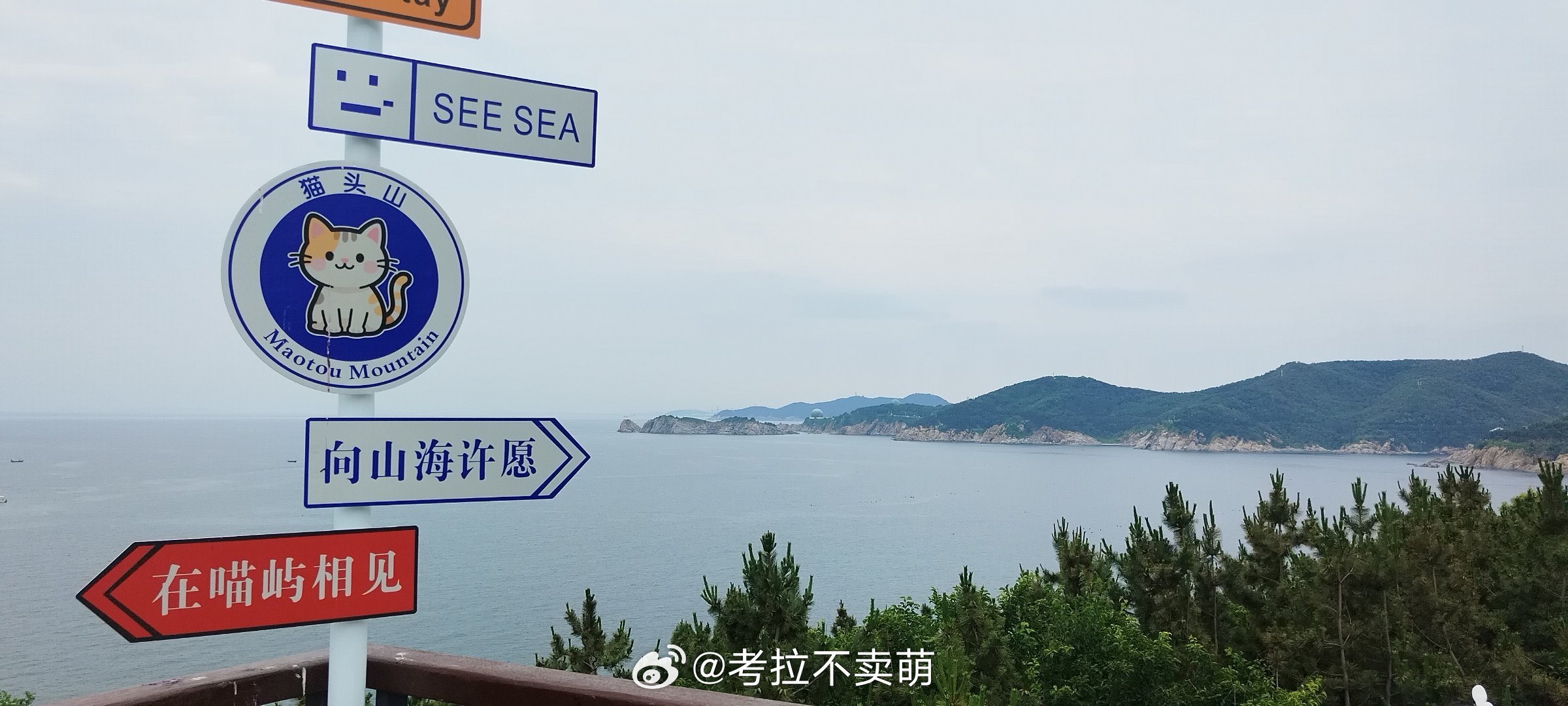 向猫许愿真的能够成功吸欧气锦鲤