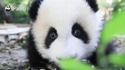 【大熊猫挂树名场面集锦】快来看“成风”小宝贝的树上日常合集！圆滚滚的小身影也太灵