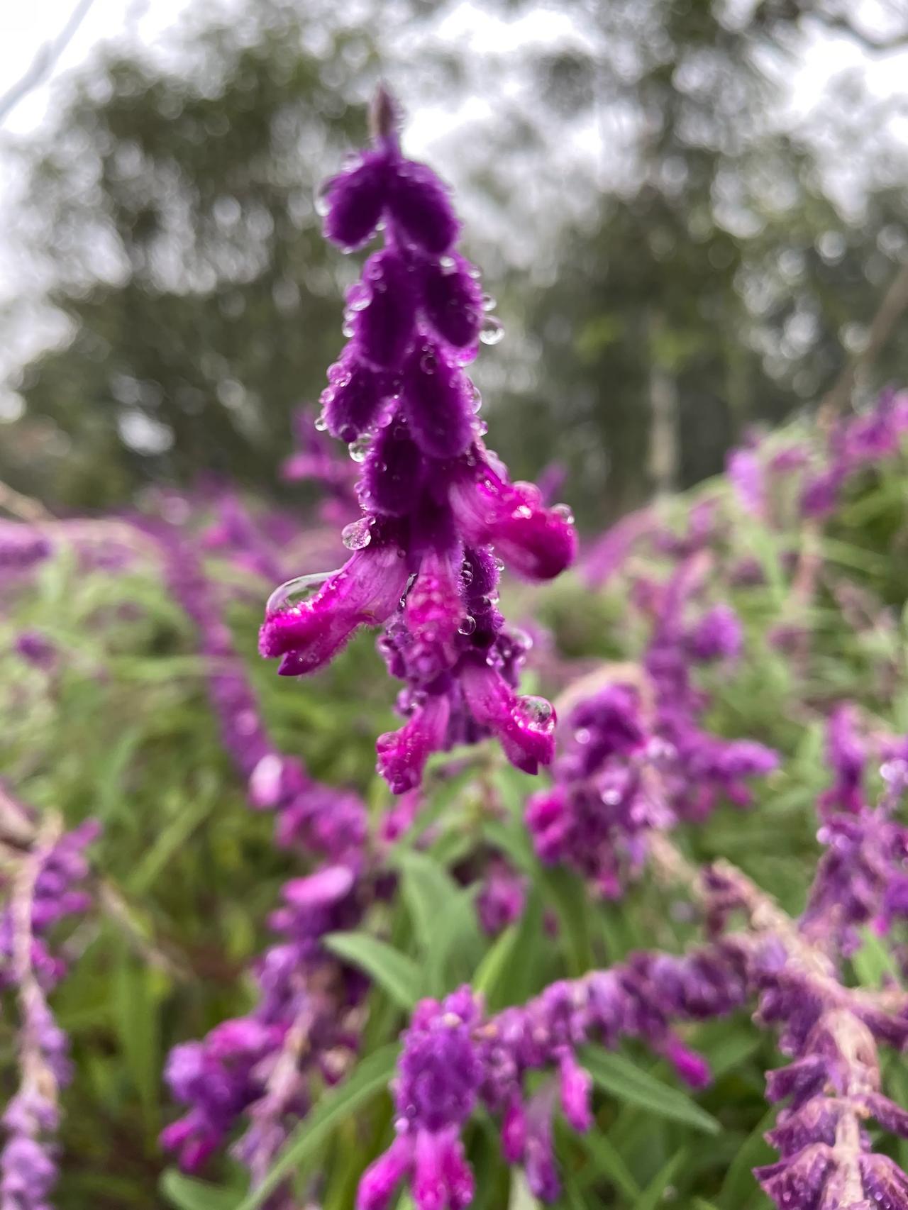 #记录秋日生活点滴#
散步随拍