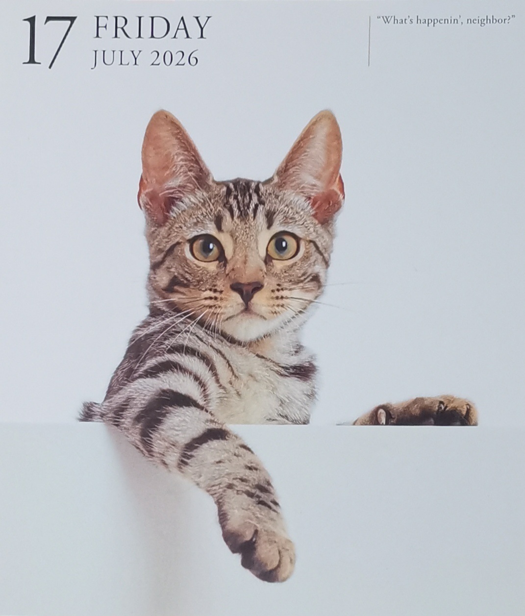 猫宁。今日多帅强弟，各据一方。一日二猫，洋猫神气，中猫远眺。