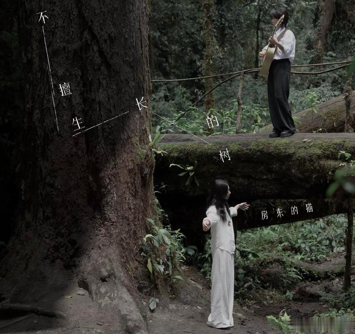 房东的猫新歌请对我讲小黑吉他搭配佩岭清透嗓音，消解独处孤独，原来孤独尽头真的会有