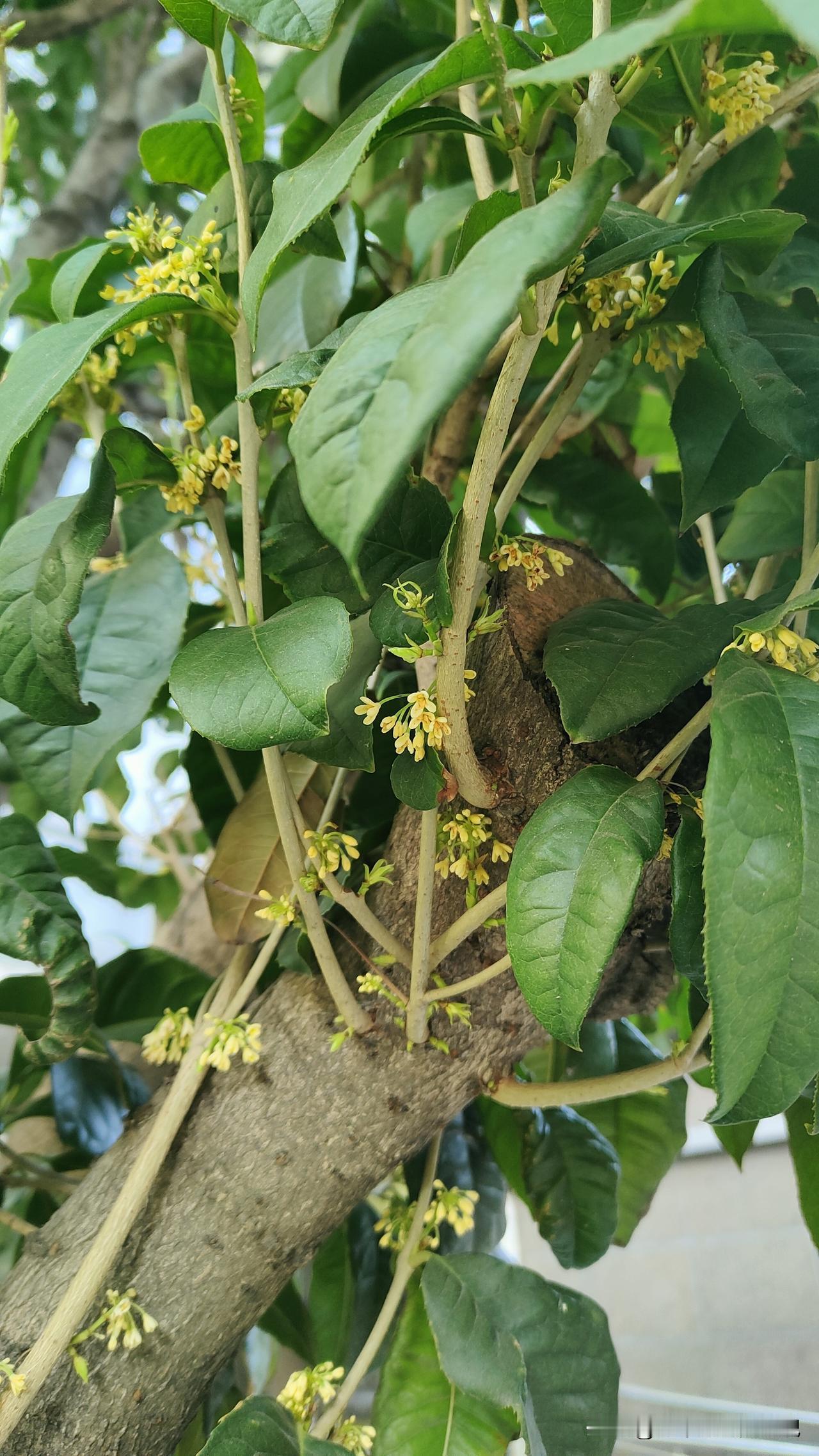 你们见过桂花树在12月开花的吗？

这个穿羽绒服都嫌冷的天，小区里的桂花树居然偷