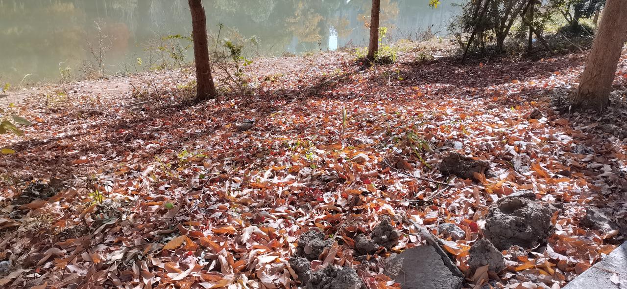 秋天进入冬天，最直观的就是树上的叶子掉了，秋收冬藏。