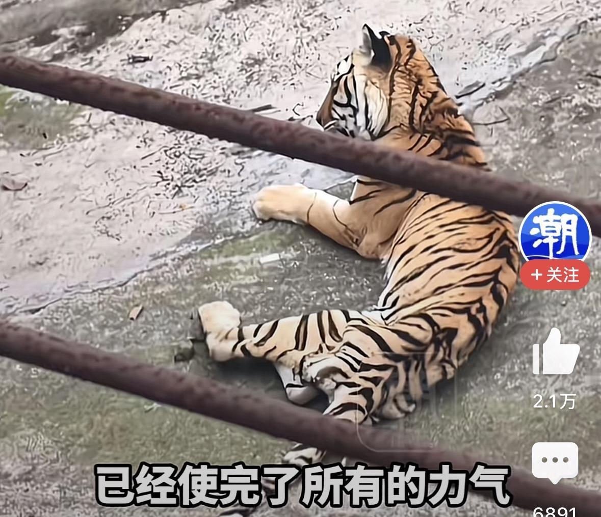 老虎瘦成纸片，这责任谁负？瘦得只剩单薄身形，仿佛风一吹就要倒下。难道是动物园的编