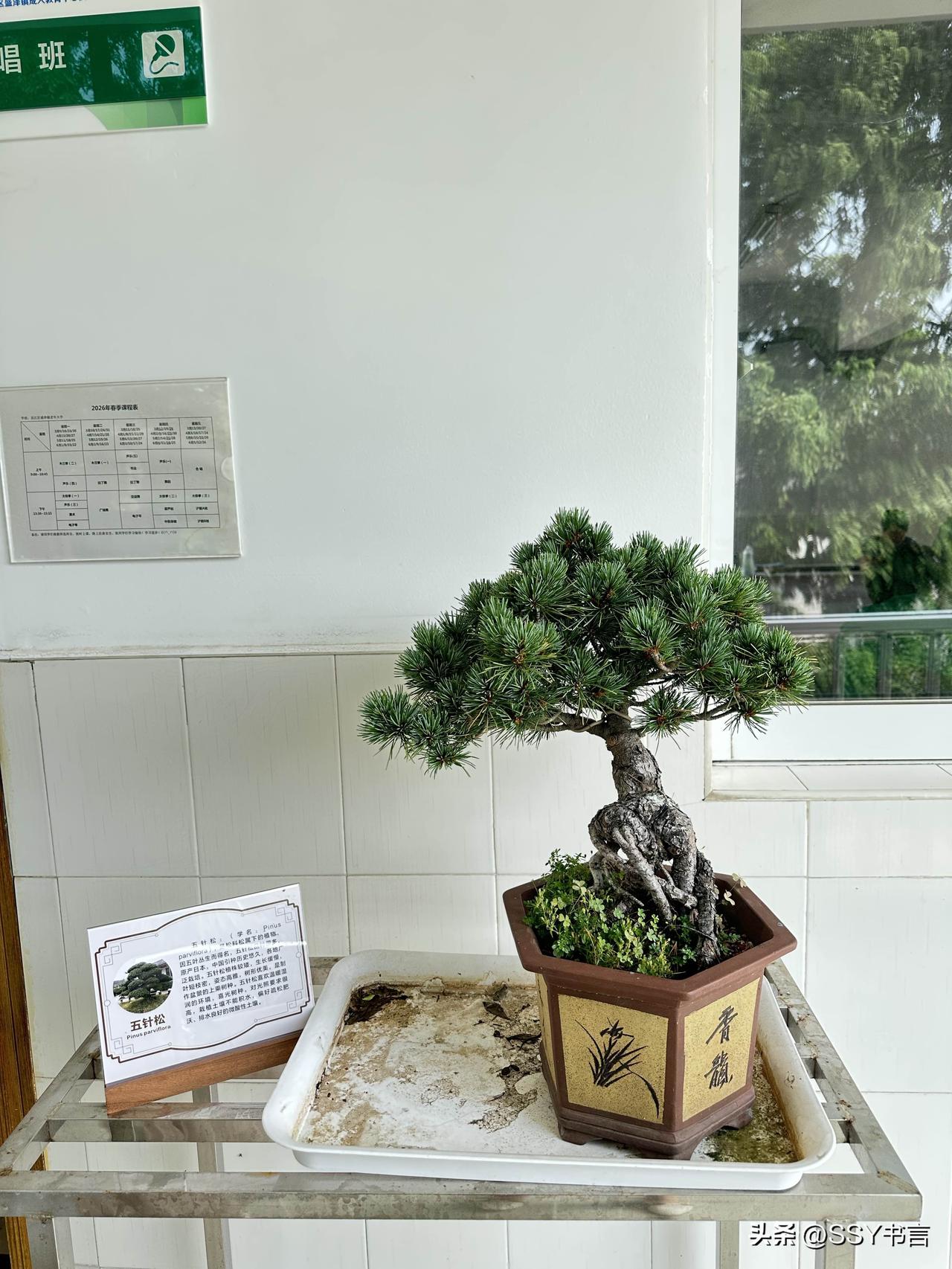 漫步在教学楼的走廊上，偶遇几盆雅致盆景，方寸景致装点了悠闲的求学时光。盆景欣赏