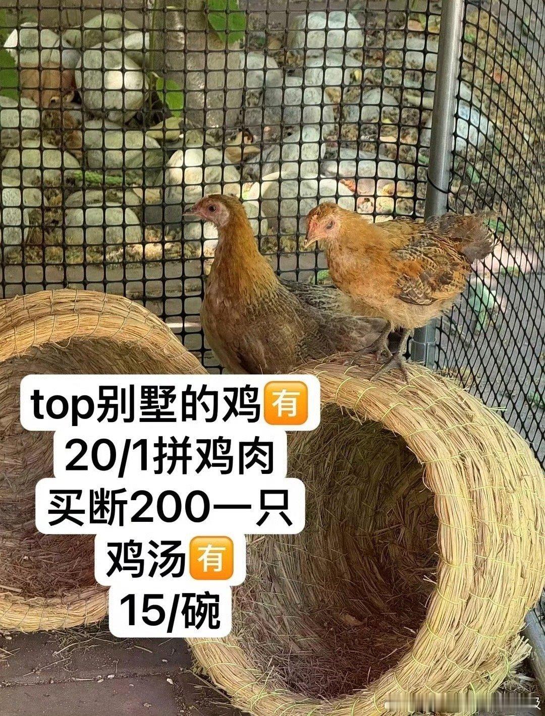 张极的鸡就是这么不翼而飞的