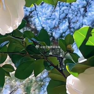 宋予安醒来的时候，鼻尖全是潮霉的气味。屋顶漏风，风从破瓦缝里钻进来，像冷刀子一样