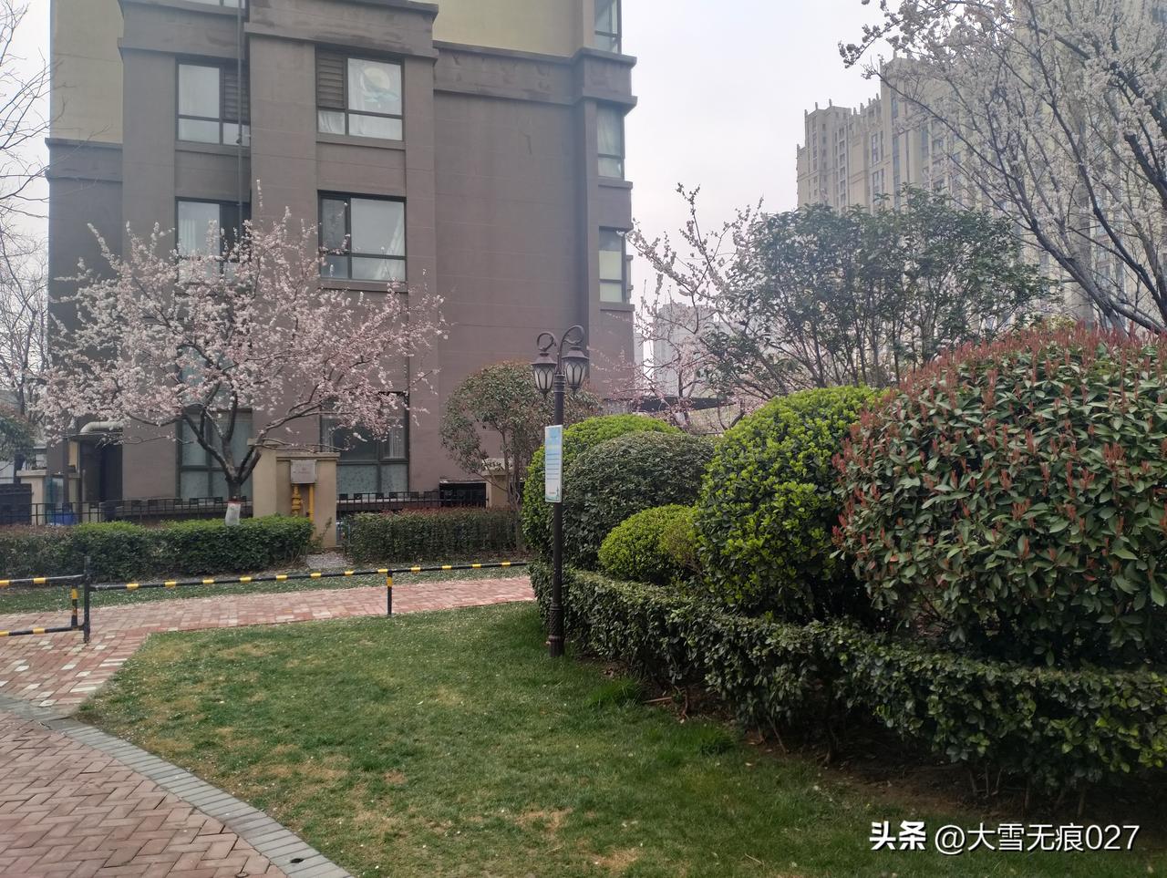 早起下楼，撞见了小区里藏的春天！
 
周末早晨，本想赖会儿床，却被窗外一阵清脆的