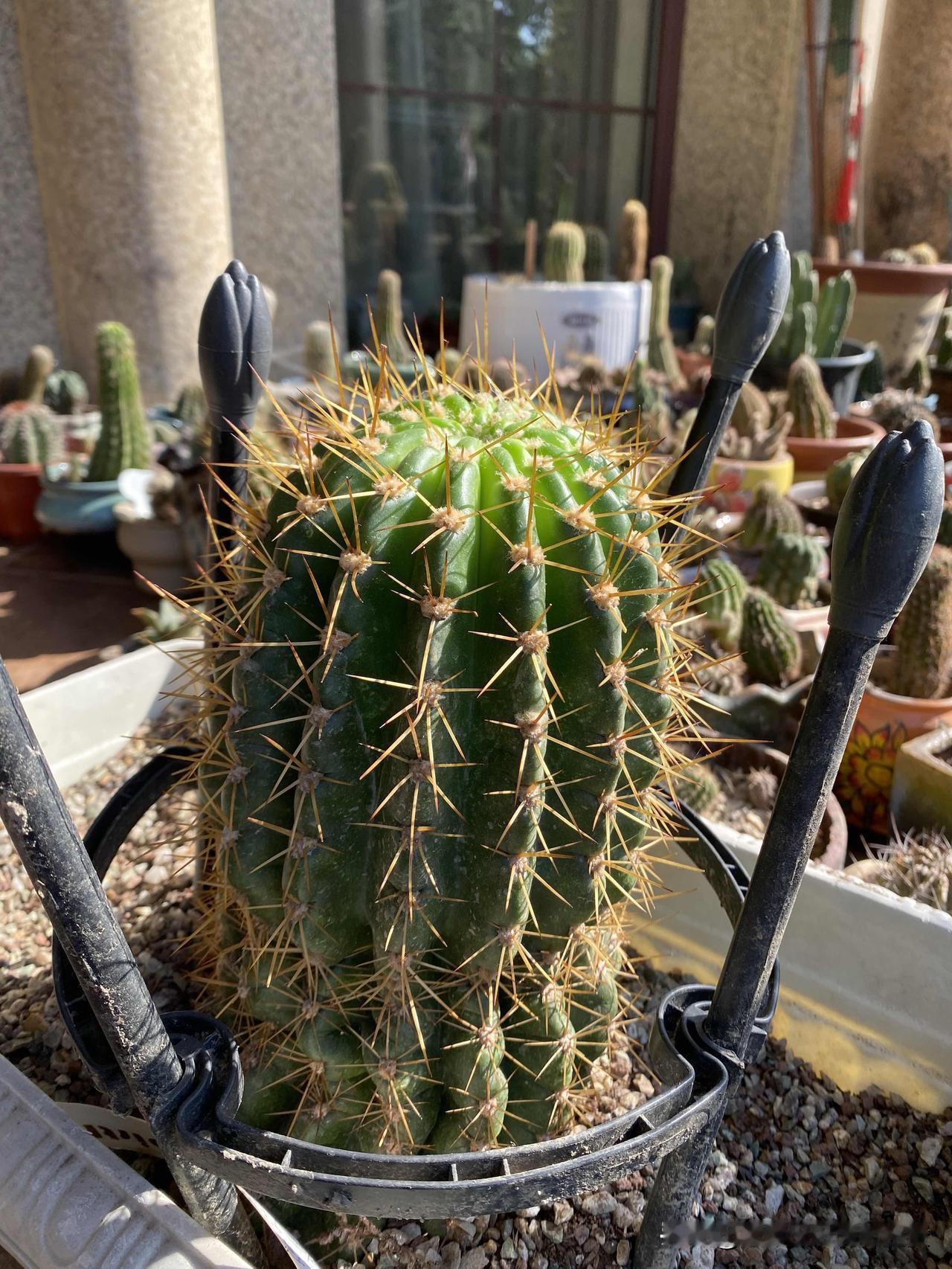 图2是黄娇媚仙人球开花，图3繁花仙人球开花，图4新品杂交仙人球。