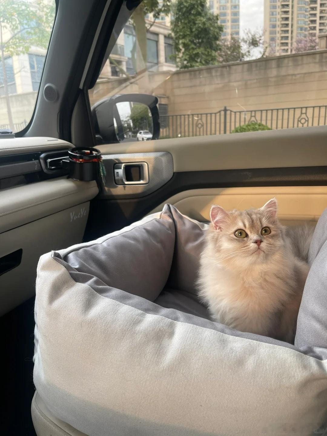 有儿童座就要有宠物座儿童有儿童座，我们宠物也有自己的宠物座！在车上安一个它们的专