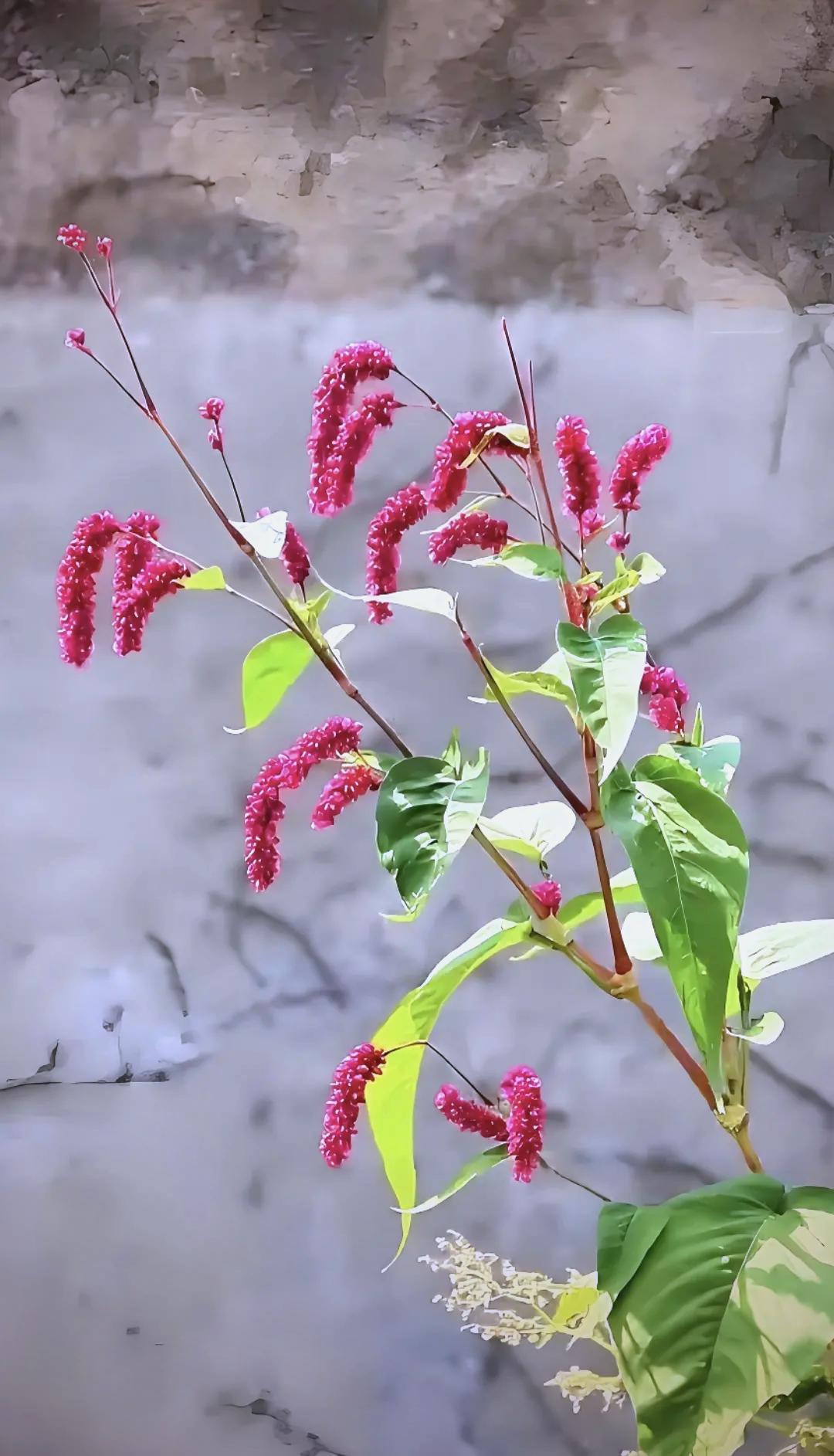 对联飞花令 红蓼
出句：等风夏把红蓼挂（雪浪）