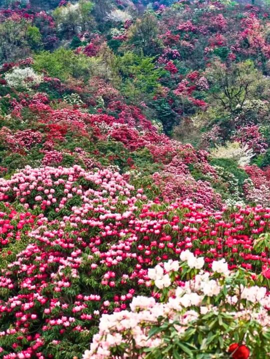 高铁直达!3月带娃去贵州看漫山杜鹃花海🌸