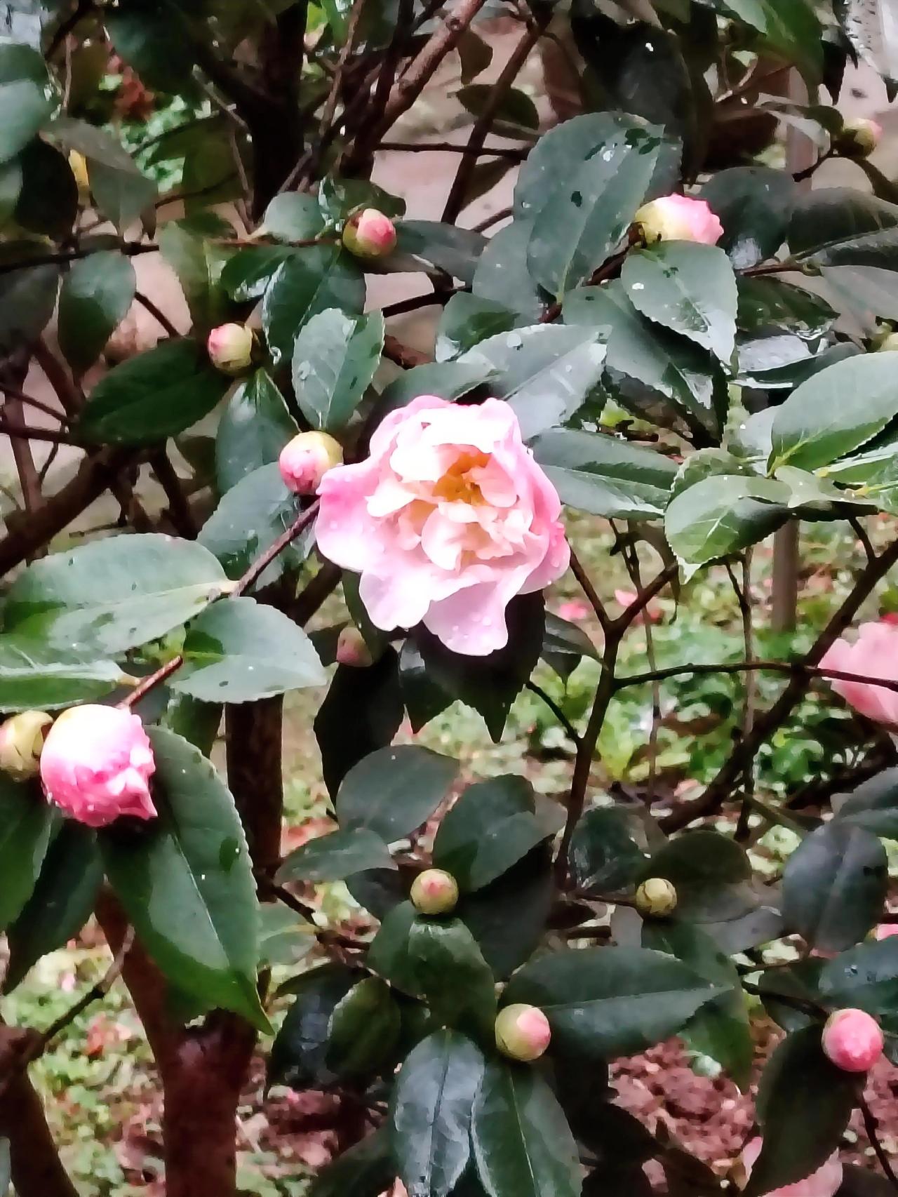 初春，雨后的粉山茶，更娇艳欲滴