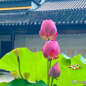 延陵东升广陵人