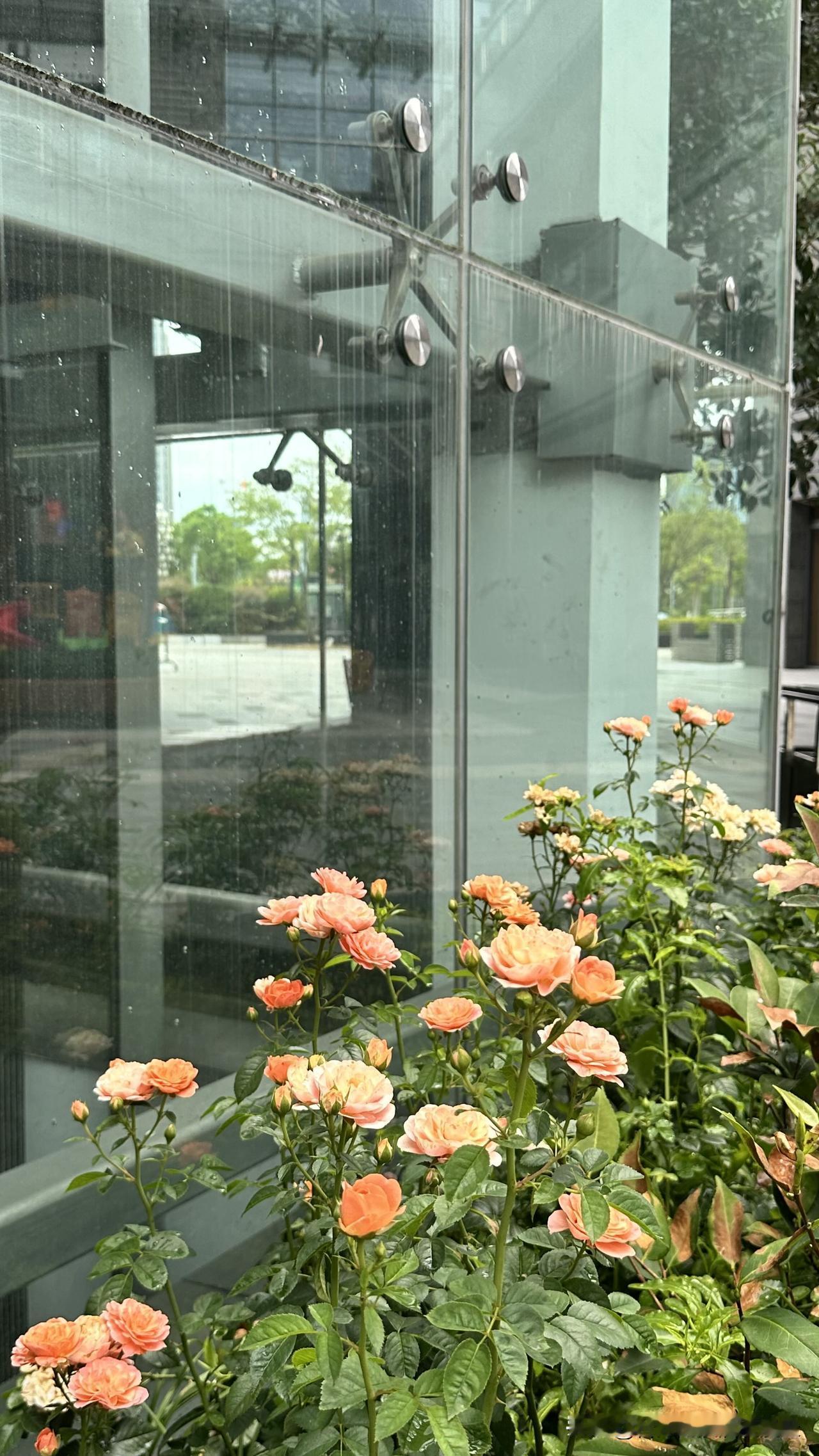 台北人在苏州，早上外出遛狗的时候，遇见一銀发老太太向我询问「某某月季园」怎么走？
